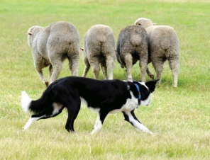Working sheep dogs